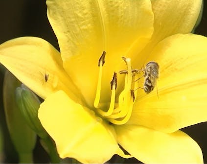 Oppbygging av staudebed daglilje Oppbygging av staudebed daglilje